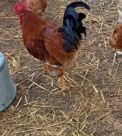 Mini Maison Tiny House Et Son Bain Nordique