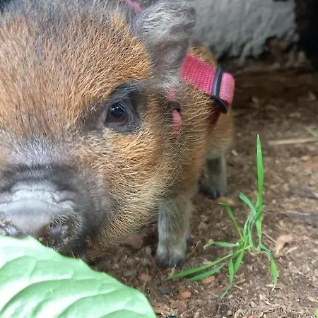 Mini Maison Tiny House Et Son Bain Nordique Semesterbostad *