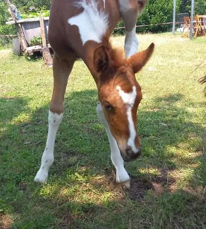Mini Maison Tiny House Et Son Bain Nordique Semesterbostad Figeac