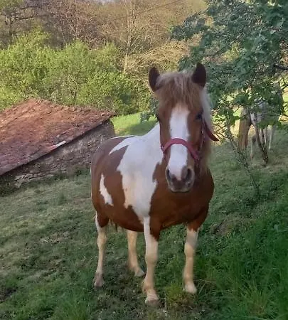 Mini Maison Tiny House Et Son Bain Nordique Figeac
