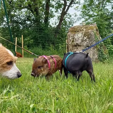 Mini Maison Tiny House Et Son Bain Nordique בית נופש פיג'אק