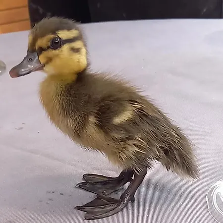 Mini Maison Tiny House Et Son Bain Nordique בית נופש *