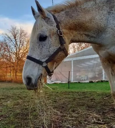 בית נופש Mini Maison Tiny House Et Son Bain Nordique