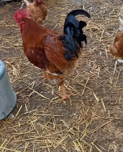 Mini Maison Tiny House Et Son Bain Nordique