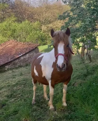 Mini Maison Tiny House Et Son Bain Nordique Figeac