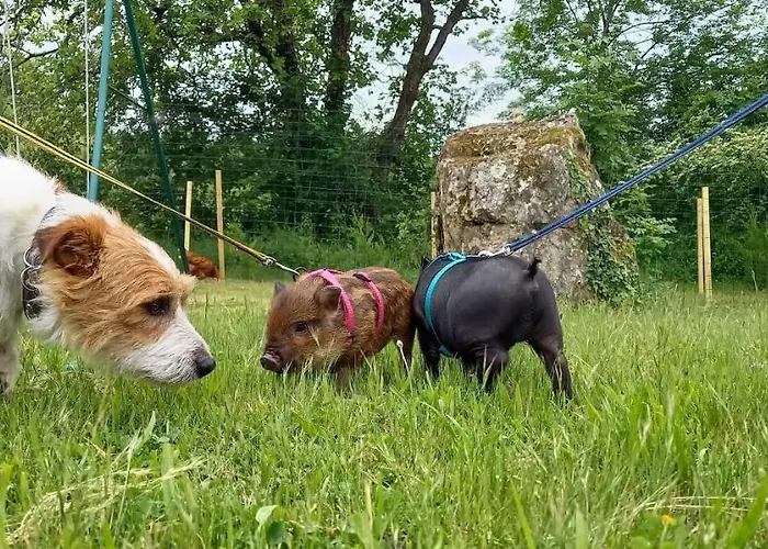 Mini Maison Tiny House Et Son Bain Nordique Nyaraló Figeac