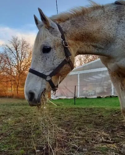 Nyaraló Mini Maison Tiny House Et Son Bain Nordique